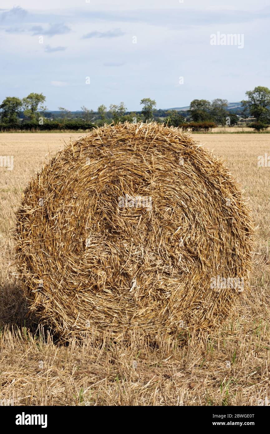 Barley straw round big bales waiting to be taken off the field. Burrelton Perthshire Scotland UK Stock Photo