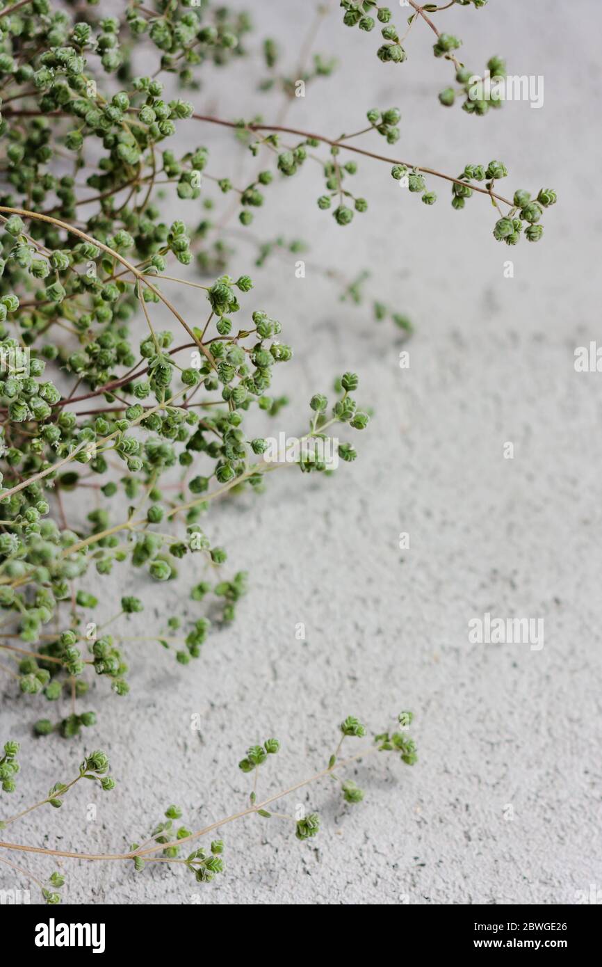 Wild marjoram, origanum vulgare o sweet marjoram. Aromatic, perennial herb for mediterranean