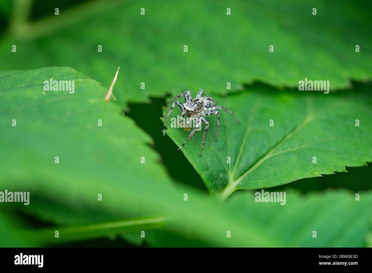 Dimorphic Jumping Spider on Leaf Stock Photo