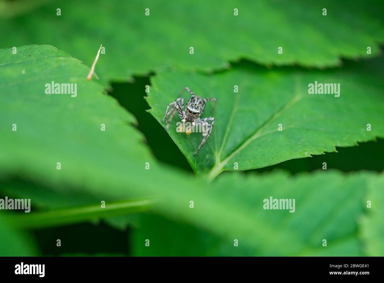 Dimorphic Jumping Spider on Leaf Stock Photo