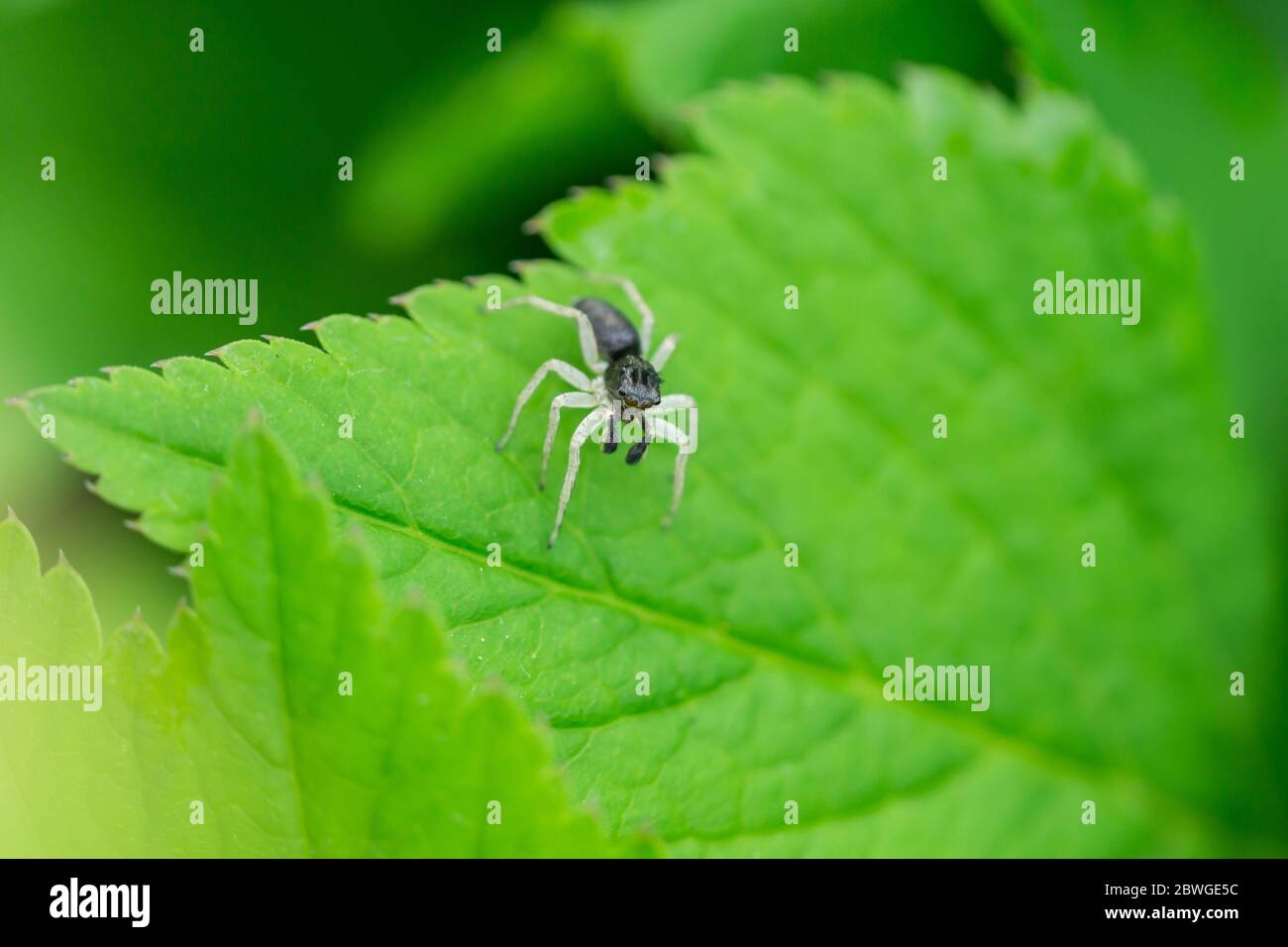 Dimorphic Jumping Spider on Leaf Stock Photo