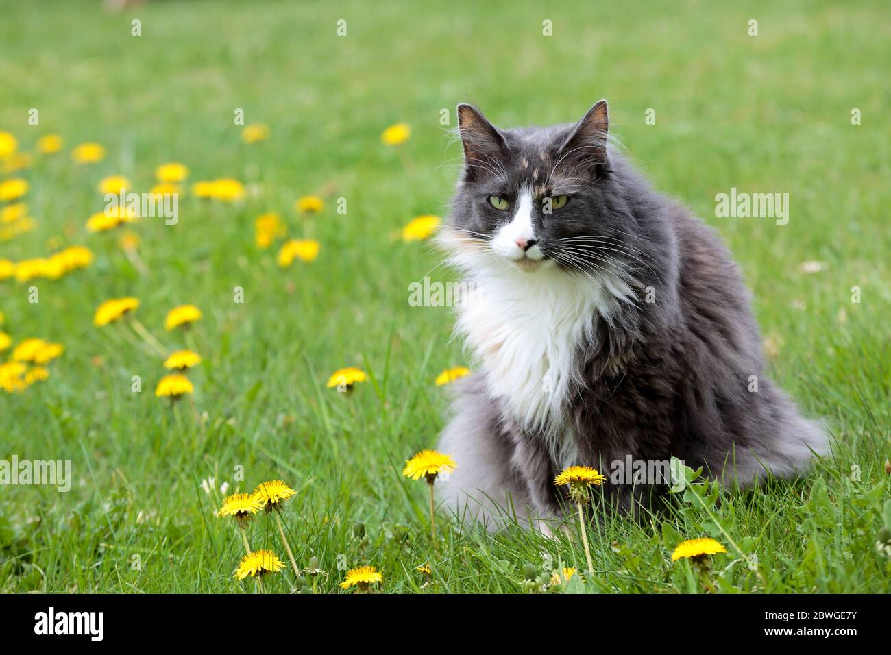 A beautiful norwegian forest cat female sitting outdoors with blooming dandelions Stock Photo