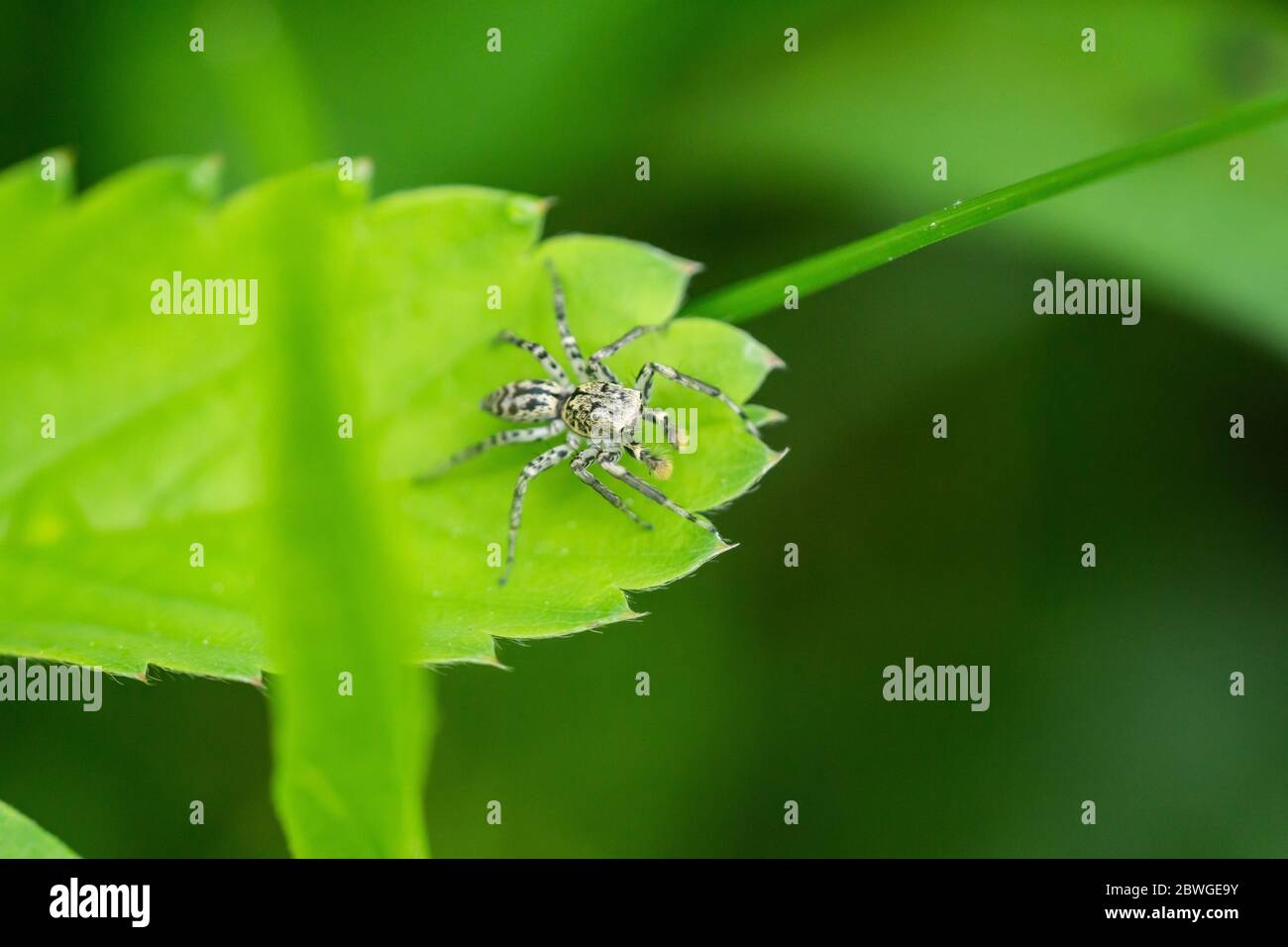 Dimorphic Jumping Spider on Leaf Stock Photo