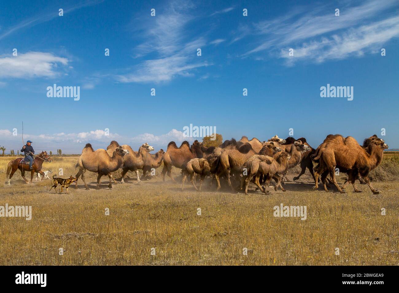 Kyrgyz man on his horse herding Bactrian camels, in Issyk Kul, Kyrgyzstan Stock Photo