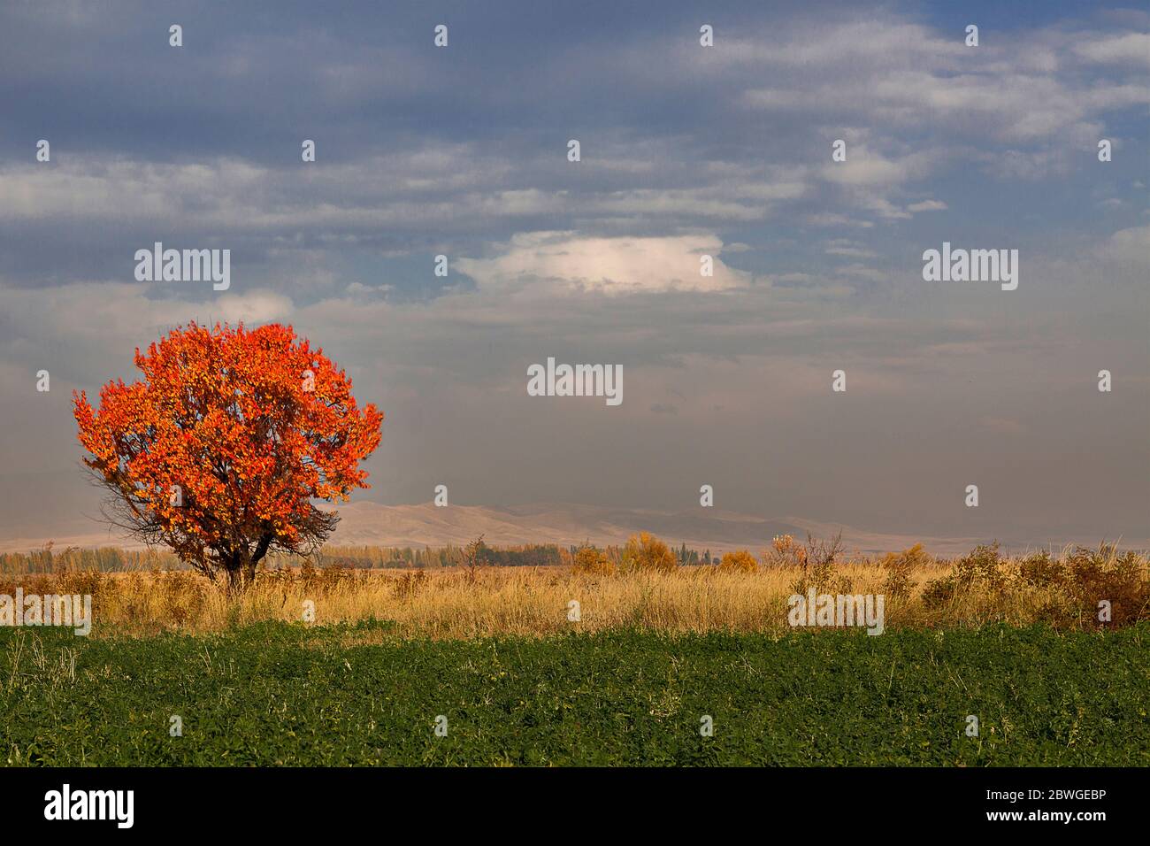 Fall colors in the agricultural fields near Bishkek in Kyrgyzstan Stock Photo