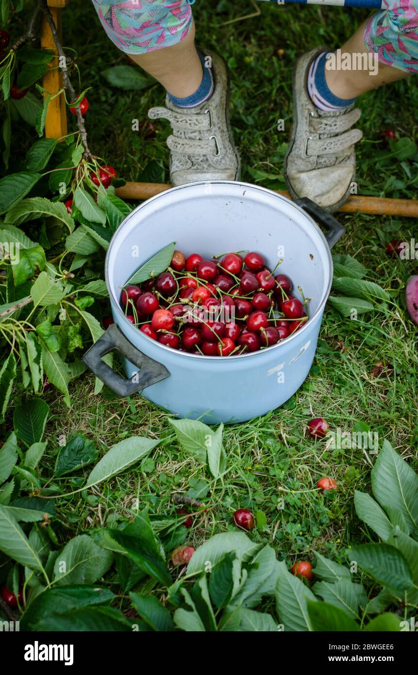 pot full of cherry berry fruit Stock Photo