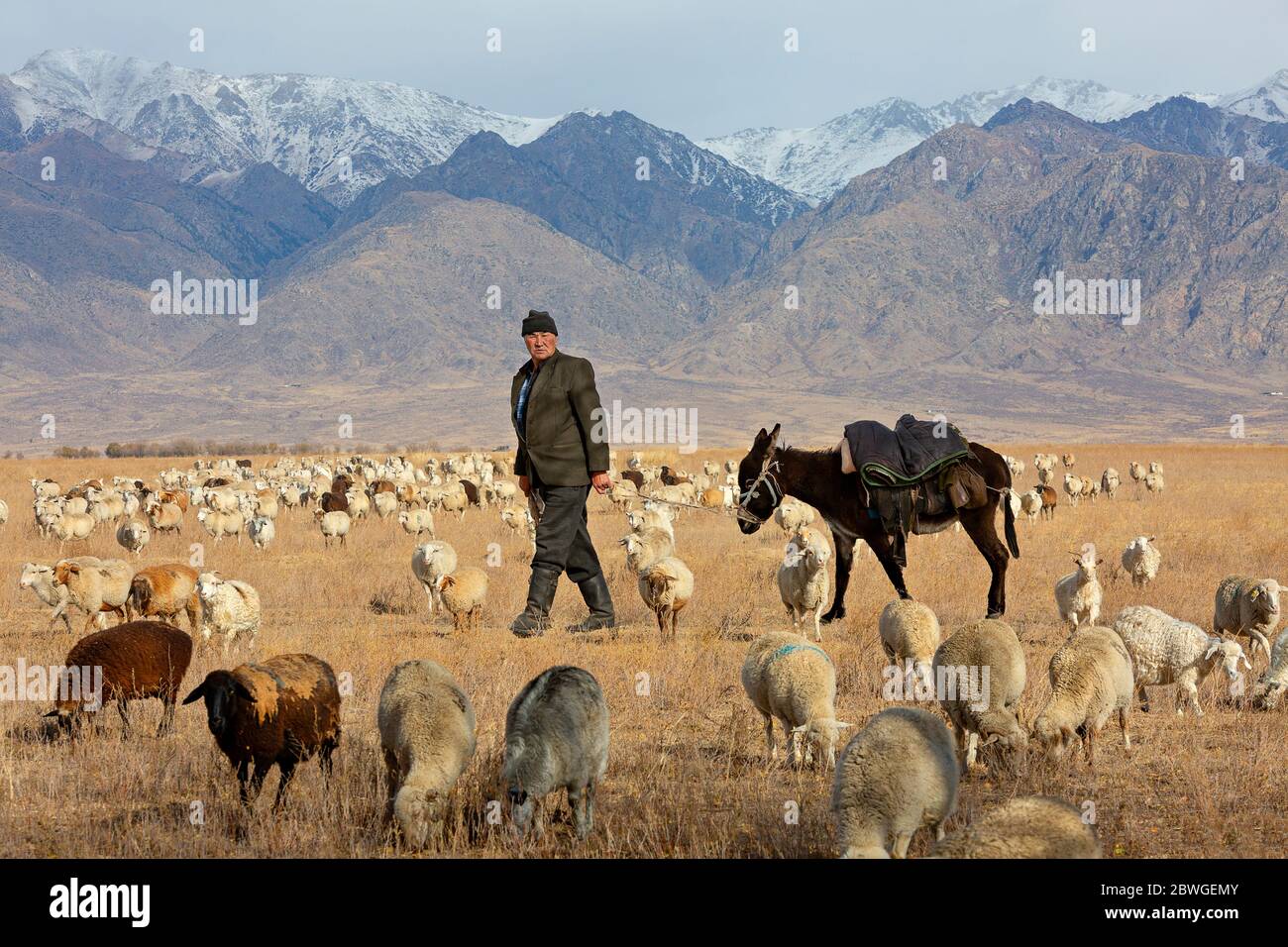 Nomadic shepherd with his donkey, near the town of Koktal, Kazakhstan Stock Photo