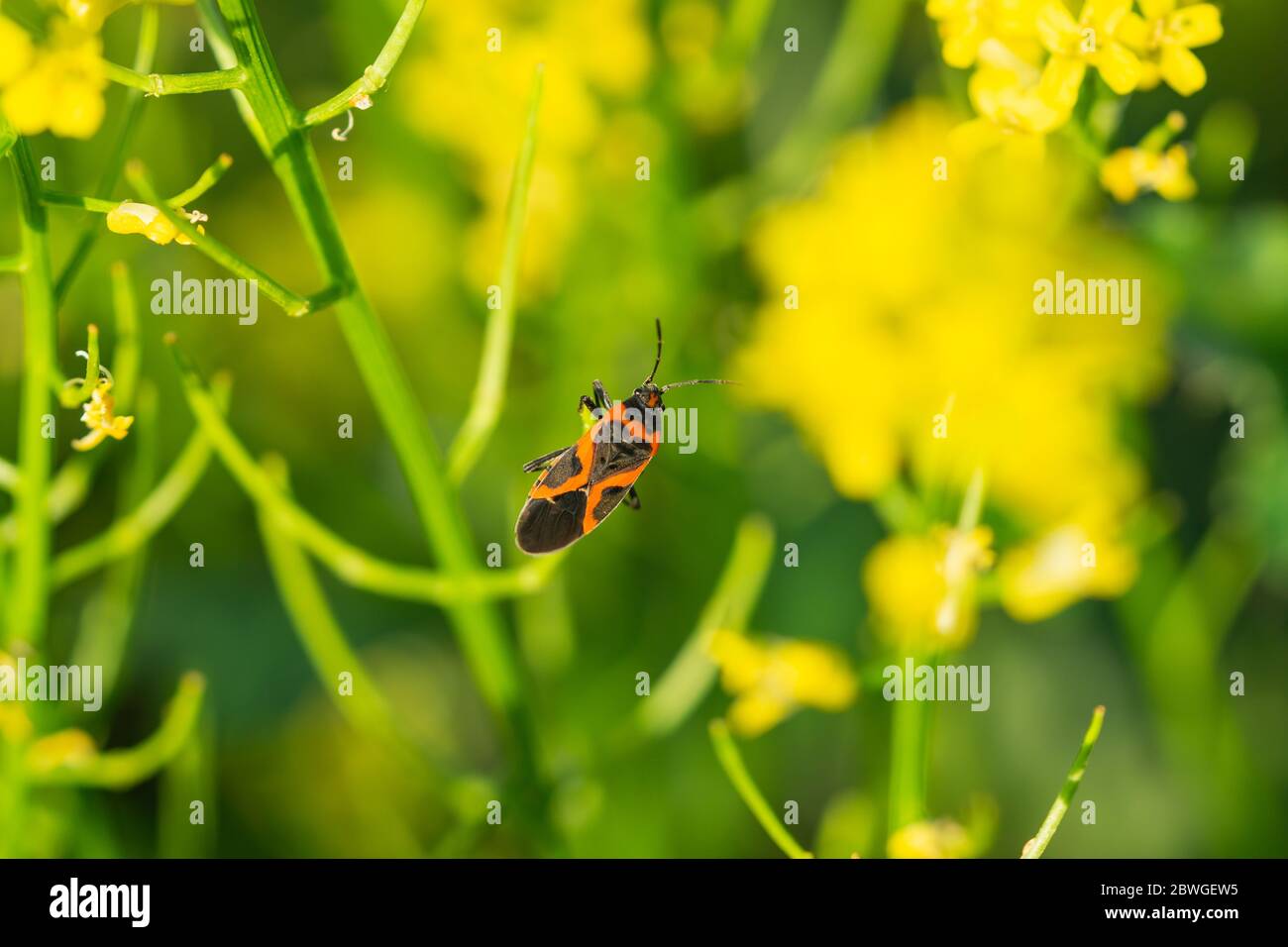 Eastern Small Milkweed Bug on Winter Cress Stock Photo