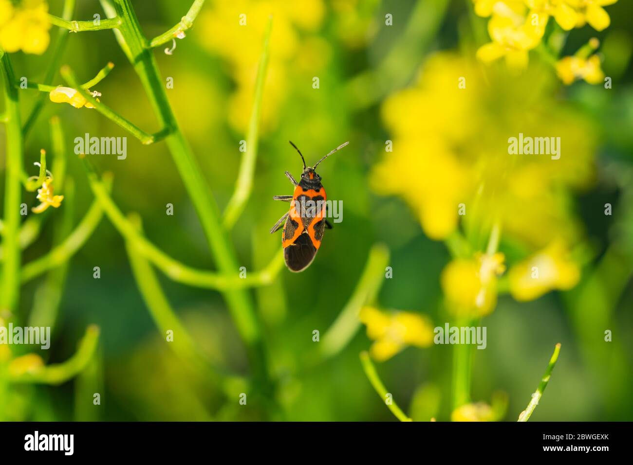 Eastern Small Milkweed Bug on Winter Cress Stock Photo
