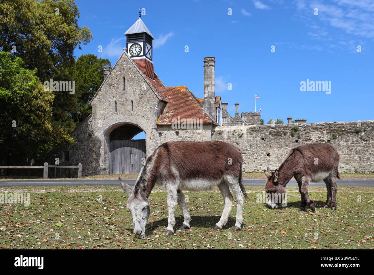 Donkeys graze in front of the Clock tower and Gatehouse in Beaulieu Village in The New Forest Stock Photo