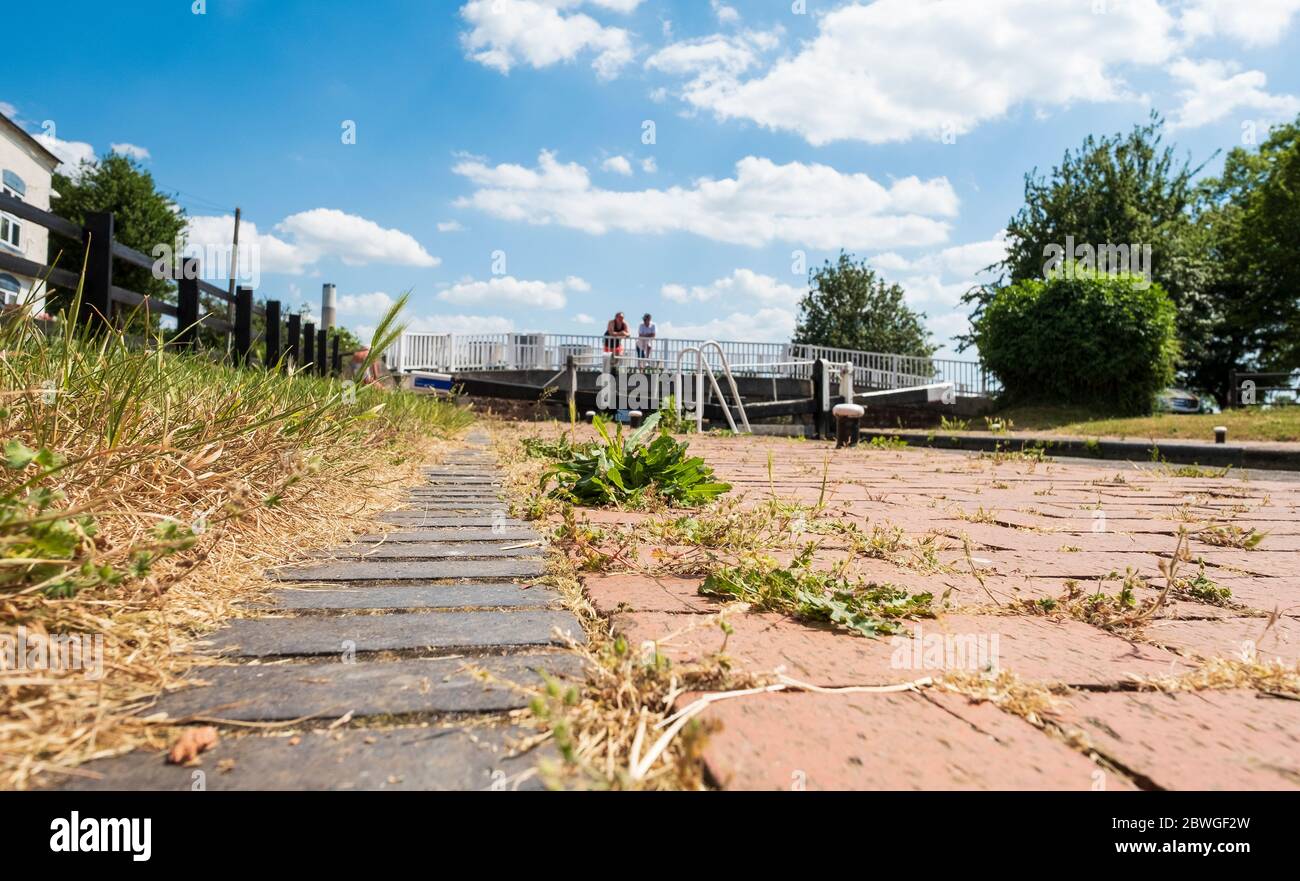 Weeds growing in block paving Stock Photo