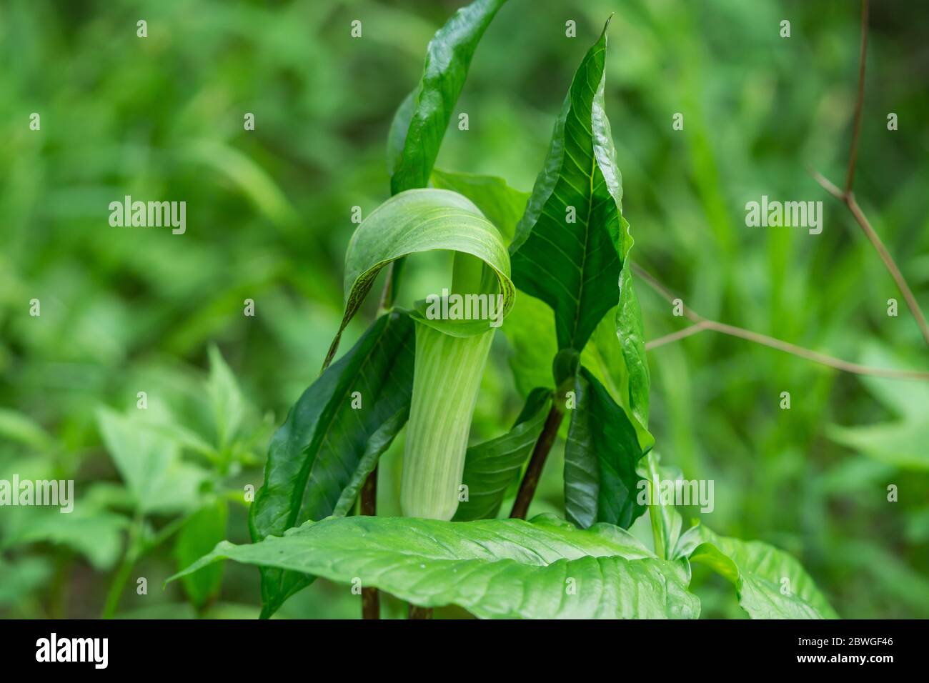 Jack in the Pulpit Inflorescence in Springtime Stock Photo