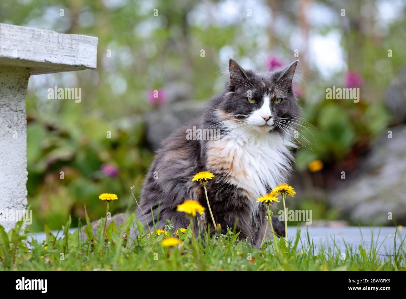 A norwegian forest cat female sitting in garden with flowers Stock Photo