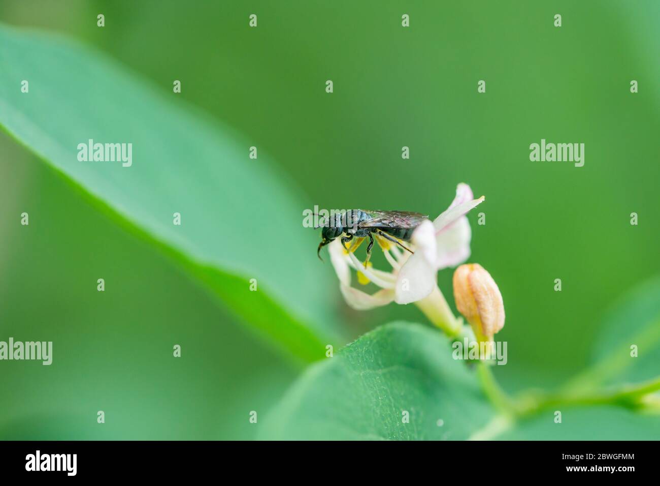 Small Carpenter Bee on Honeysuckle Flower Stock Photo