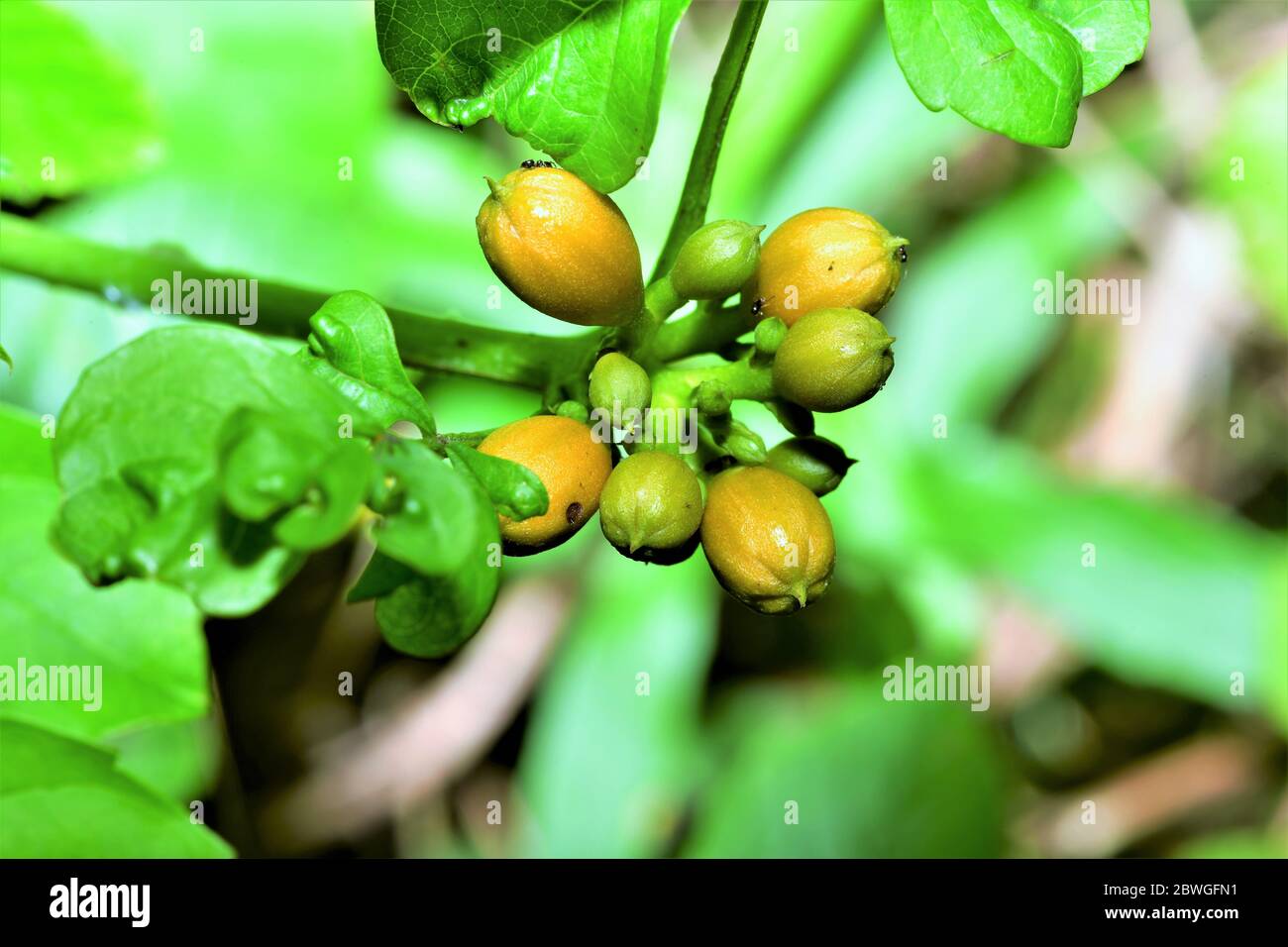 Young trumpet vine beginning to sprout. Stock Photo