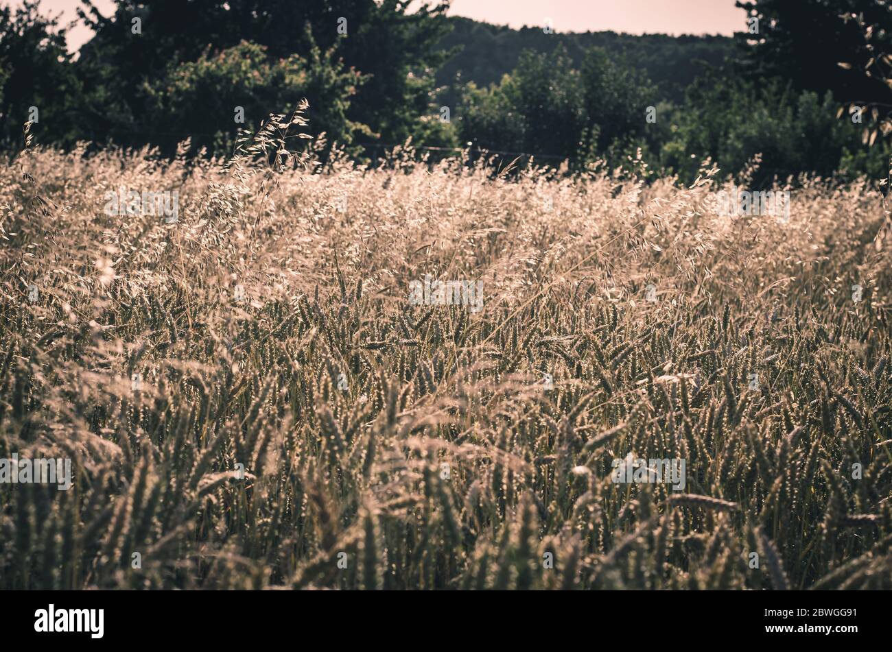 blades of wheat field from view from top Stock Photo Alamy
