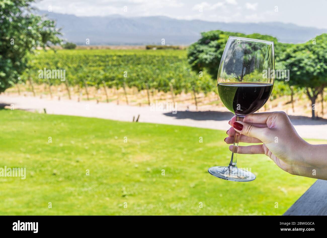 A young woman holding a glass of red wine against the background of vineyard. Stock Photo