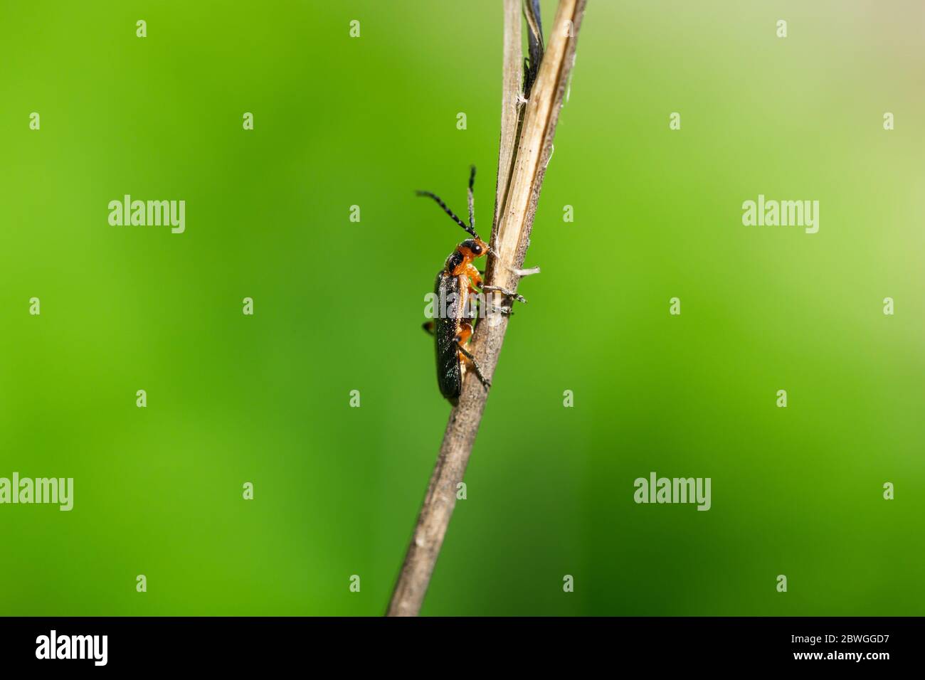 Two Lined Leatherwing Beetle in Springtime Stock Photo