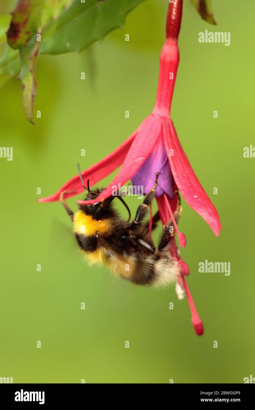 Bumblebee foraging on Fuchsia Stock Photo