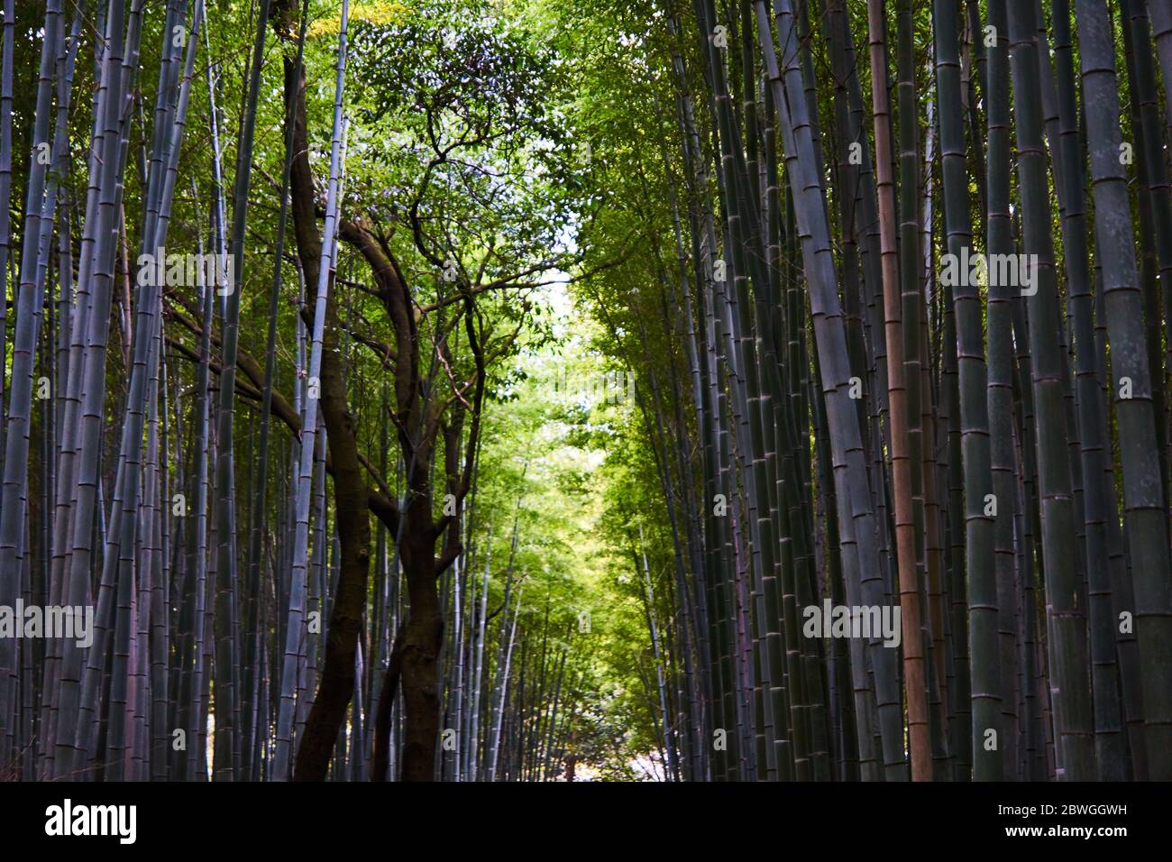 Arashiyama bamboo tree hires stock photography and images Alamy