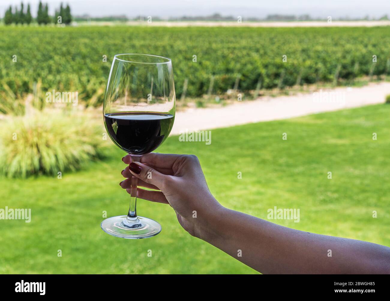 A young woman holding a glass of red wine against the background of vineyard. Stock Photo