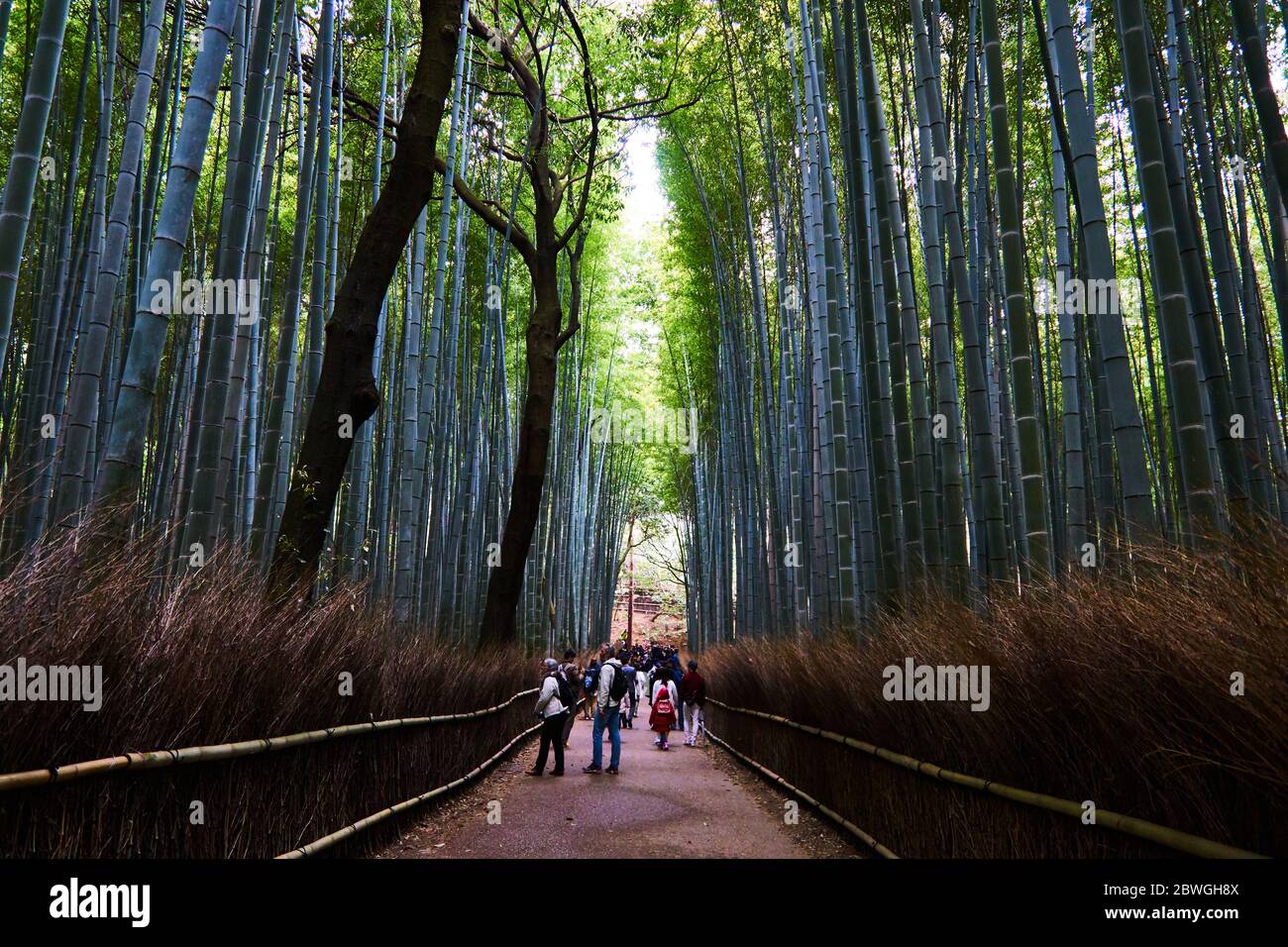 Bamboo Trees at Arashiyama Bamboo Forest, Kyoto, Japan Stock Photo Alamy