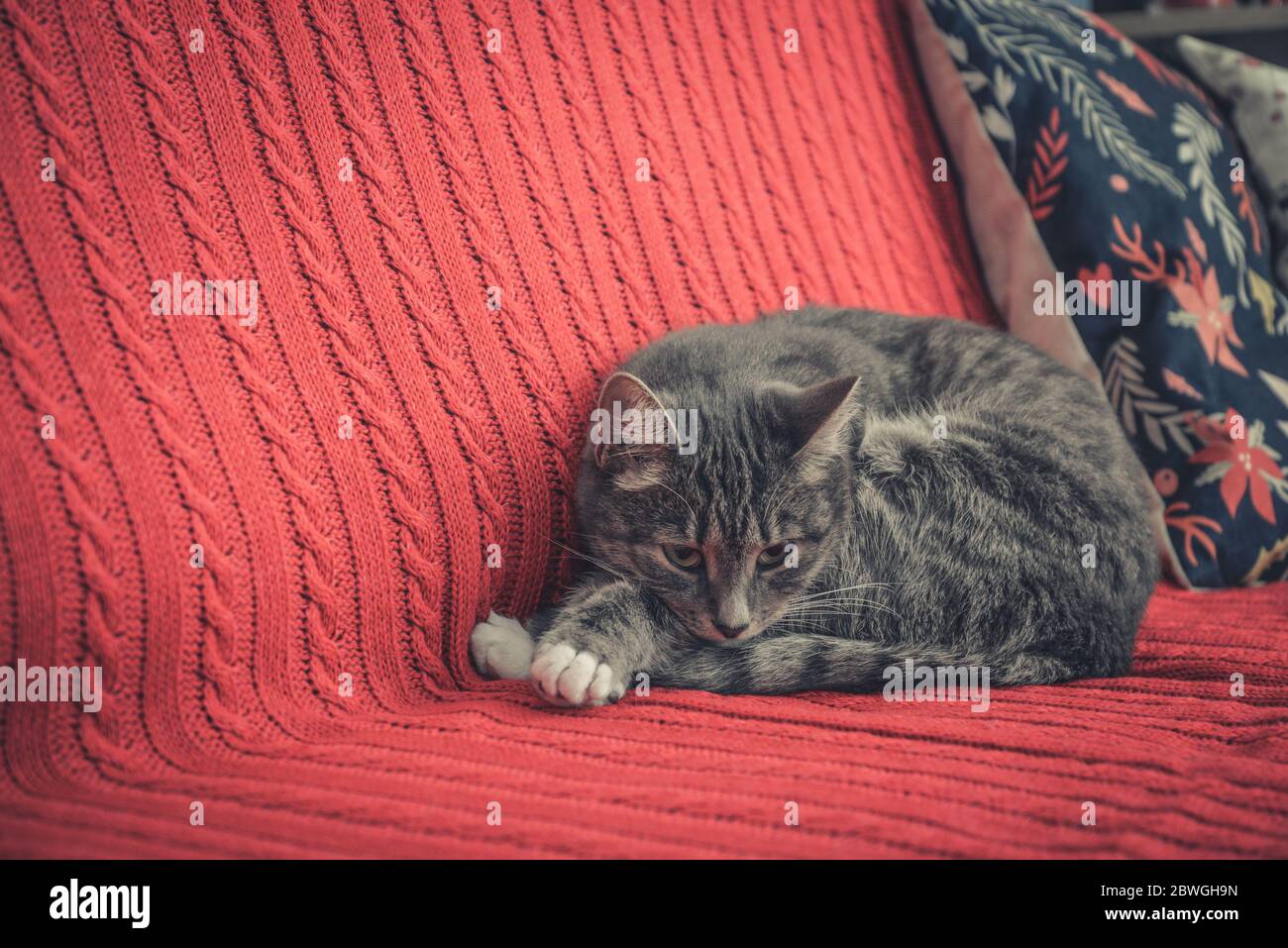 Grey cute cat laying on red couch closeup Stock Photo