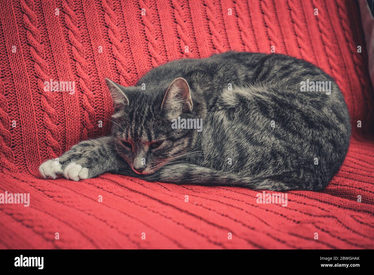 Red cat lounge hi-res stock photography and images - Alamy