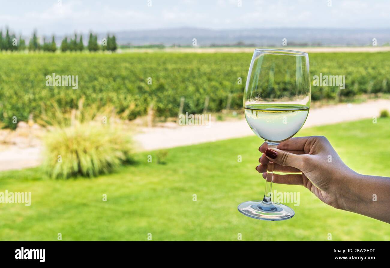 A young woman holding a glass of white wine against the background of vineyard. Stock Photo
