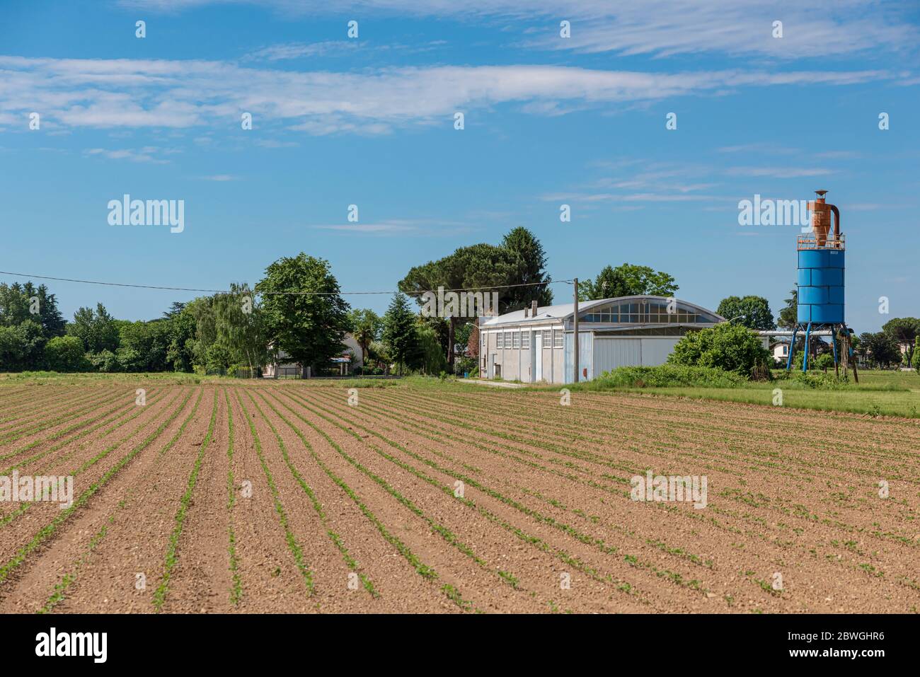 Field of cultivated vegetables hi-res stock photography and images - Alamy