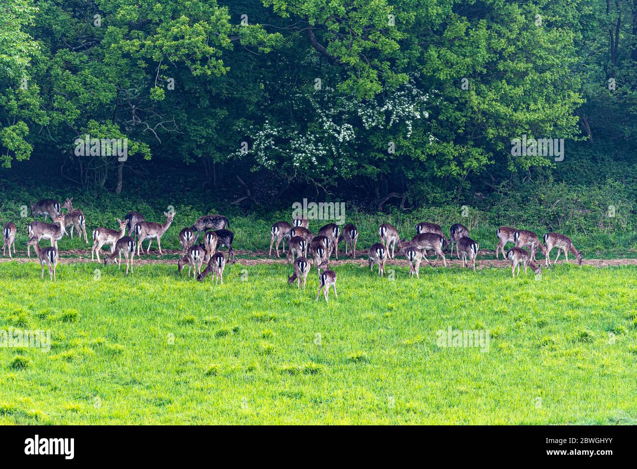 A herd of fallow deer grazing in a field, Hampshire, UK Stock Photo