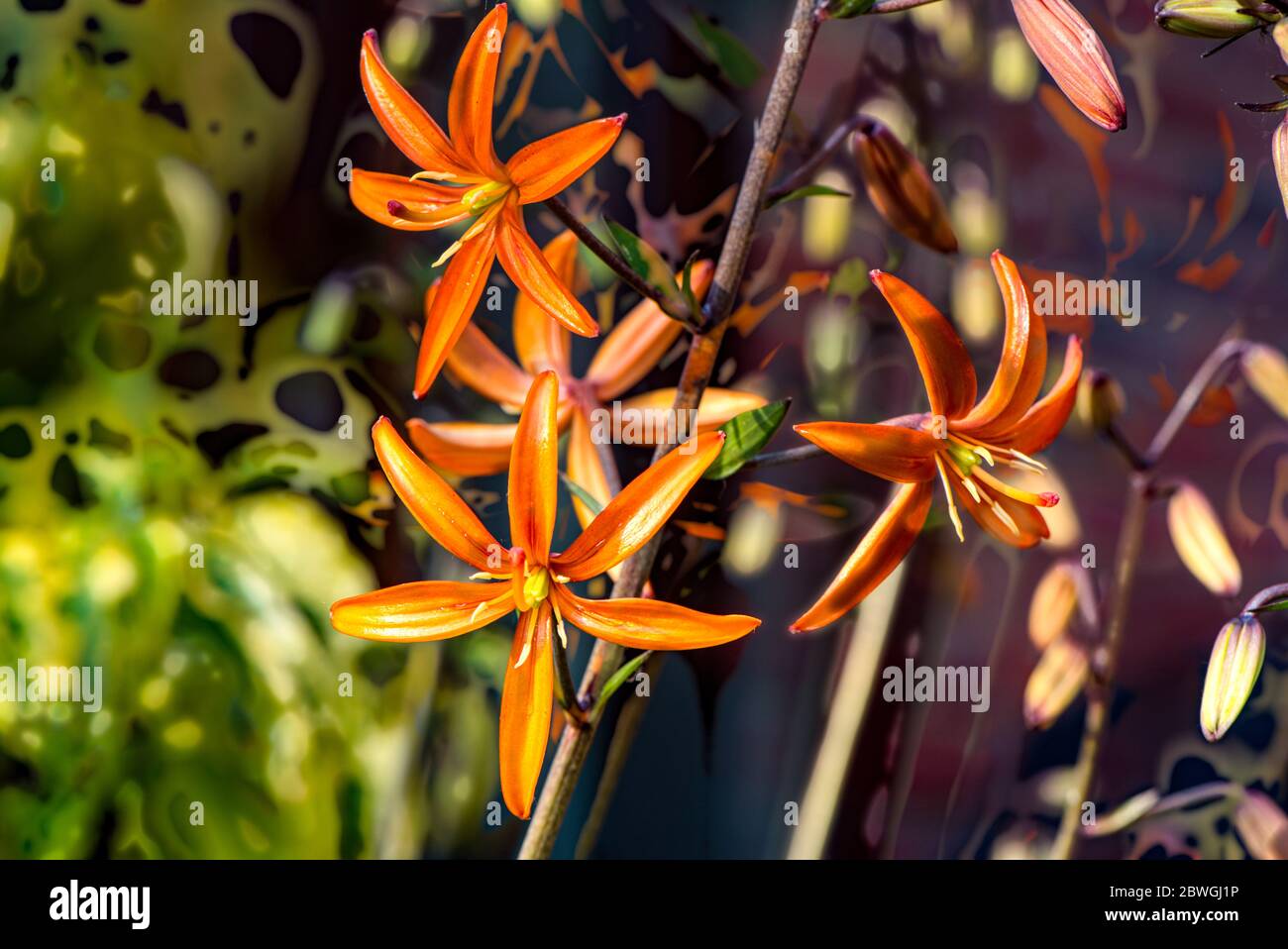 Turk's Cap lily, Marmalade lilly, Burbage, Wiltshire, UK Stock Photo