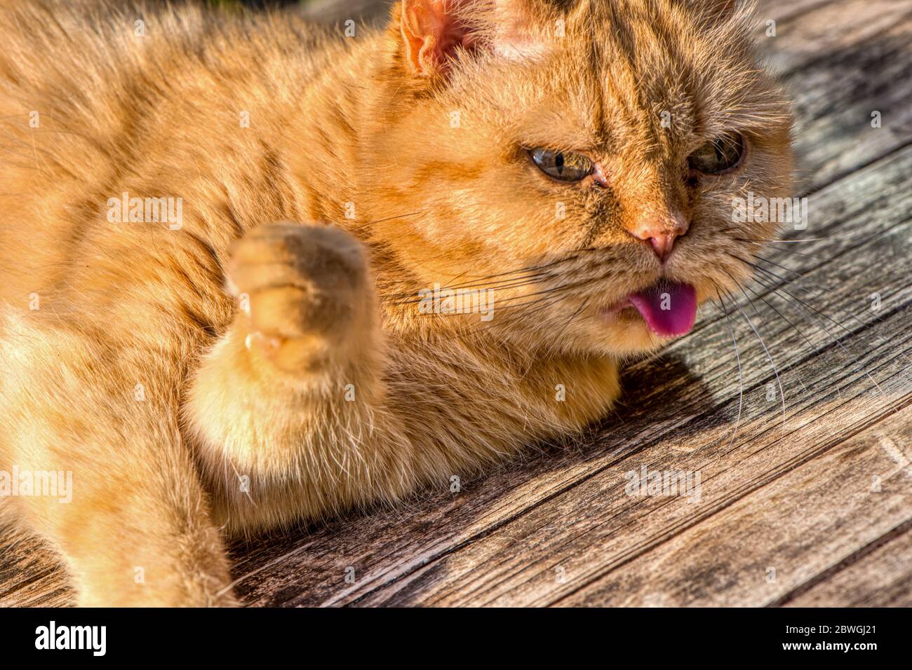 Grumpy ginger car sticks her tongue out, Hampshire, UK Stock Photo