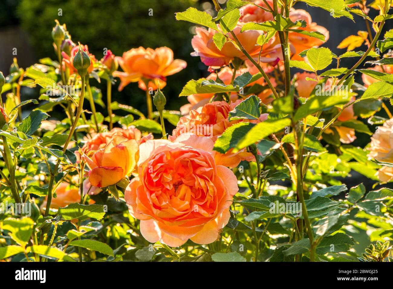 Rose Lady Of Shalott High Resolution Stock Photography And Images Alamy