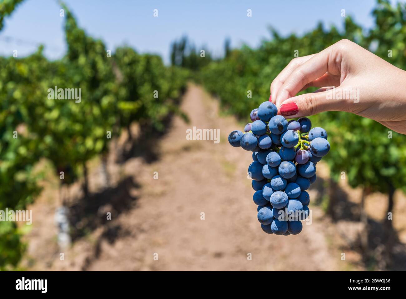 A young woman holding a bunch of red wine grapes in a vineyard. Stock Photo
