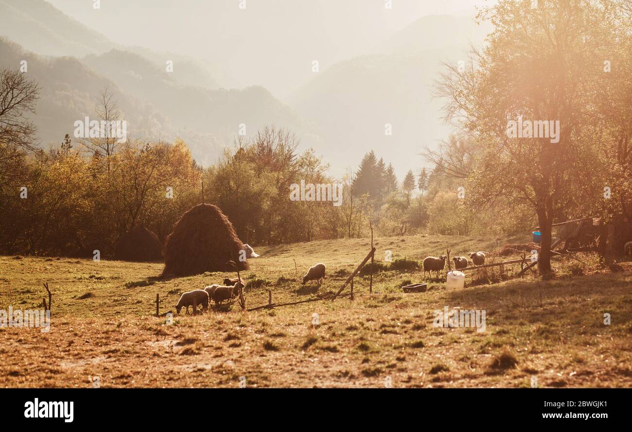 Sheep Haystack Flock of sheep on Beautiful autumn rural landscape at sunset ...