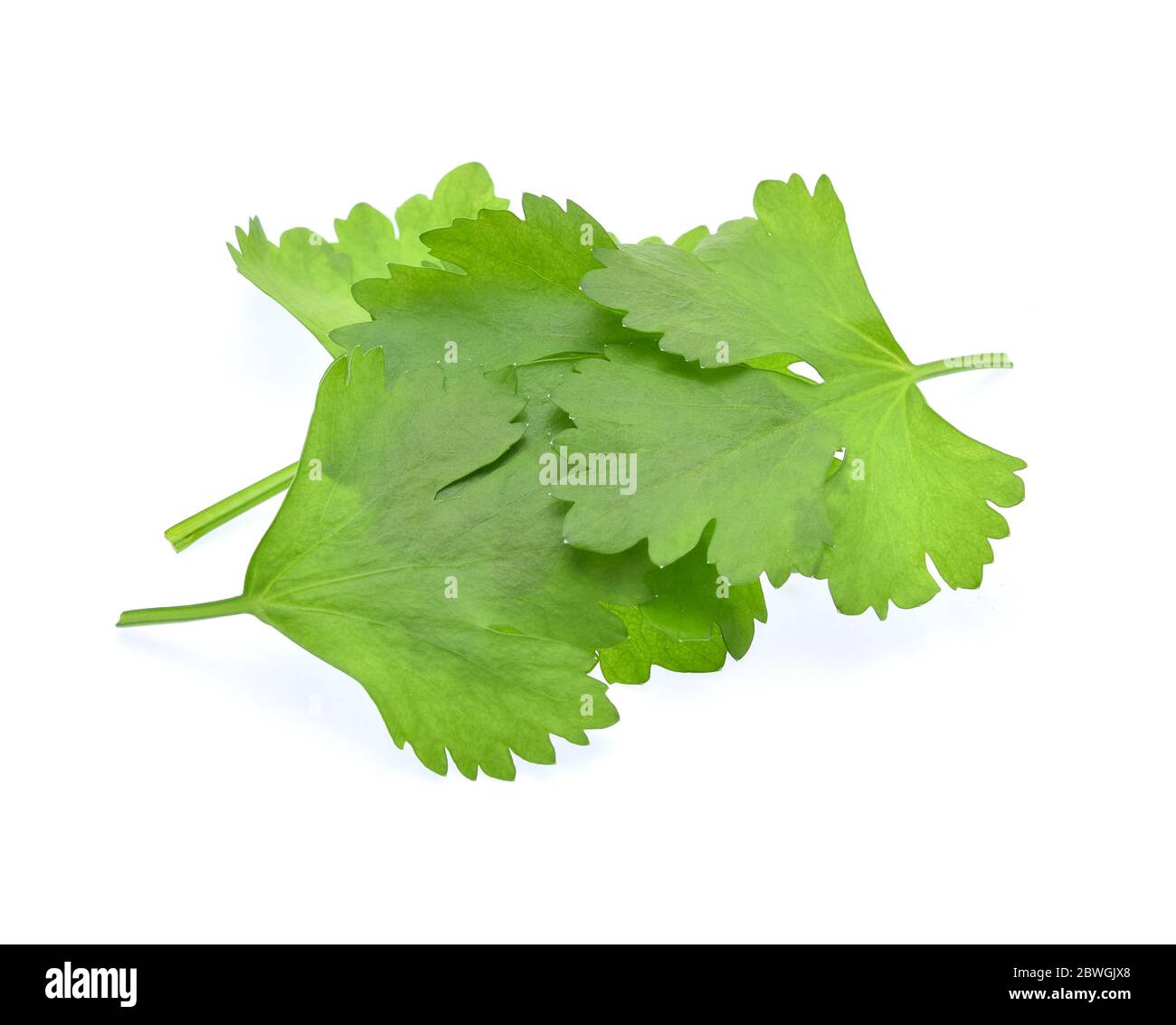 Celery leaves in hindi hot sale