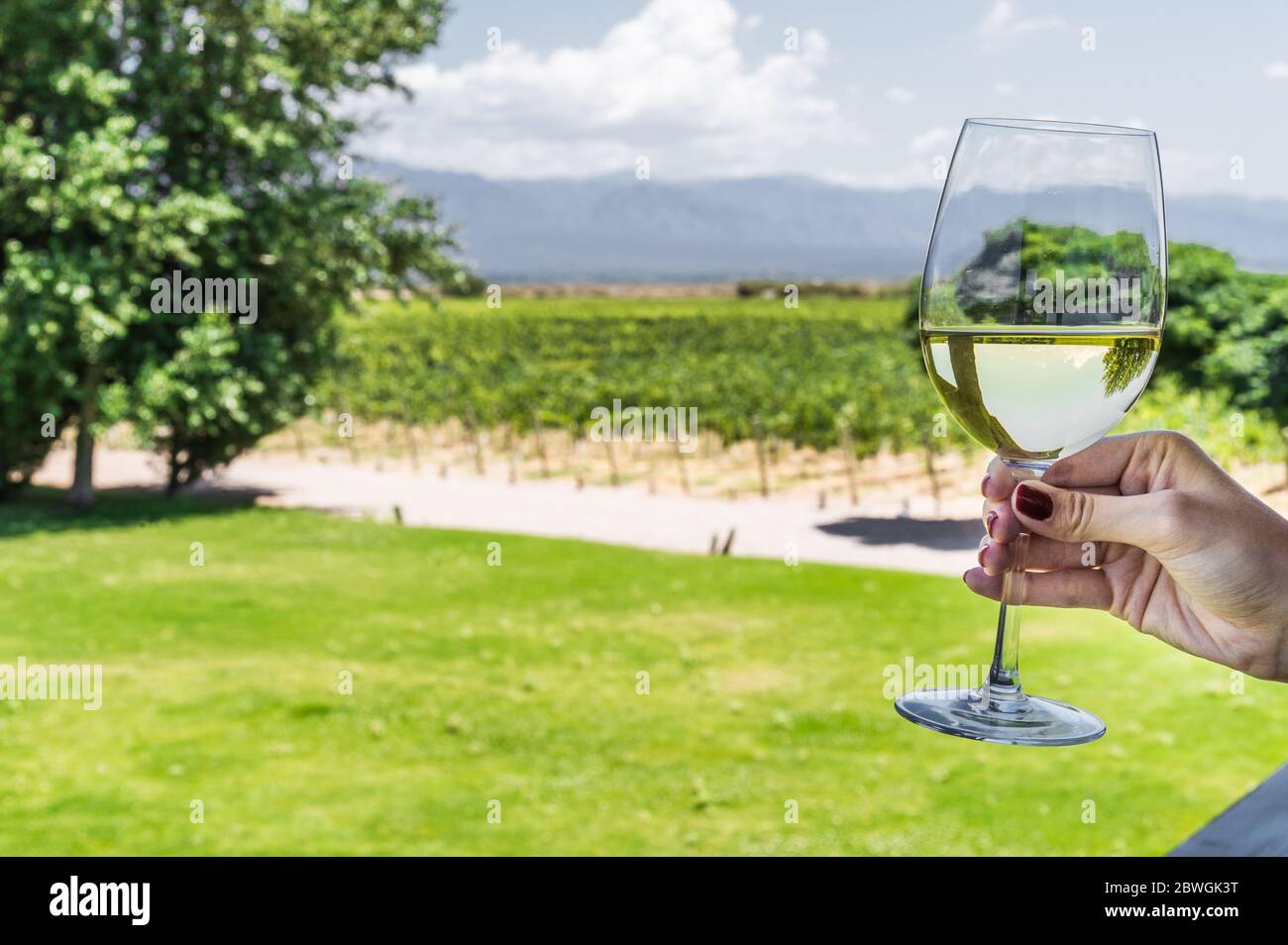 A young woman holding a glass of white wine against the background of vineyard. Stock Photo