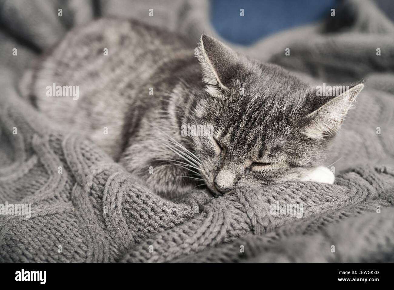 Grey cat sleeping on sofa at home closeup Stock Photo - Alamy