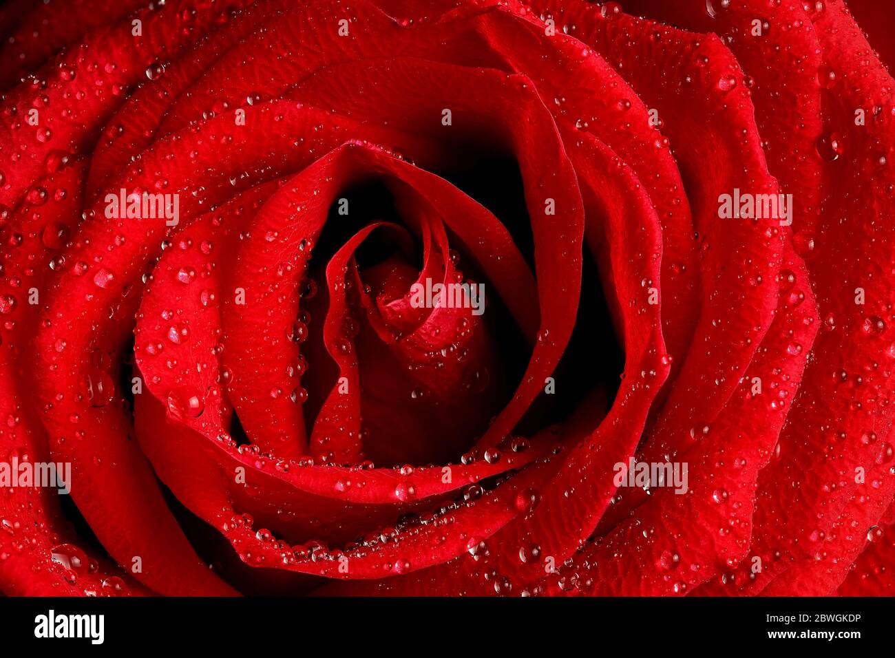 macro of beautiful red rose with water drops Stock Photo - Alamy