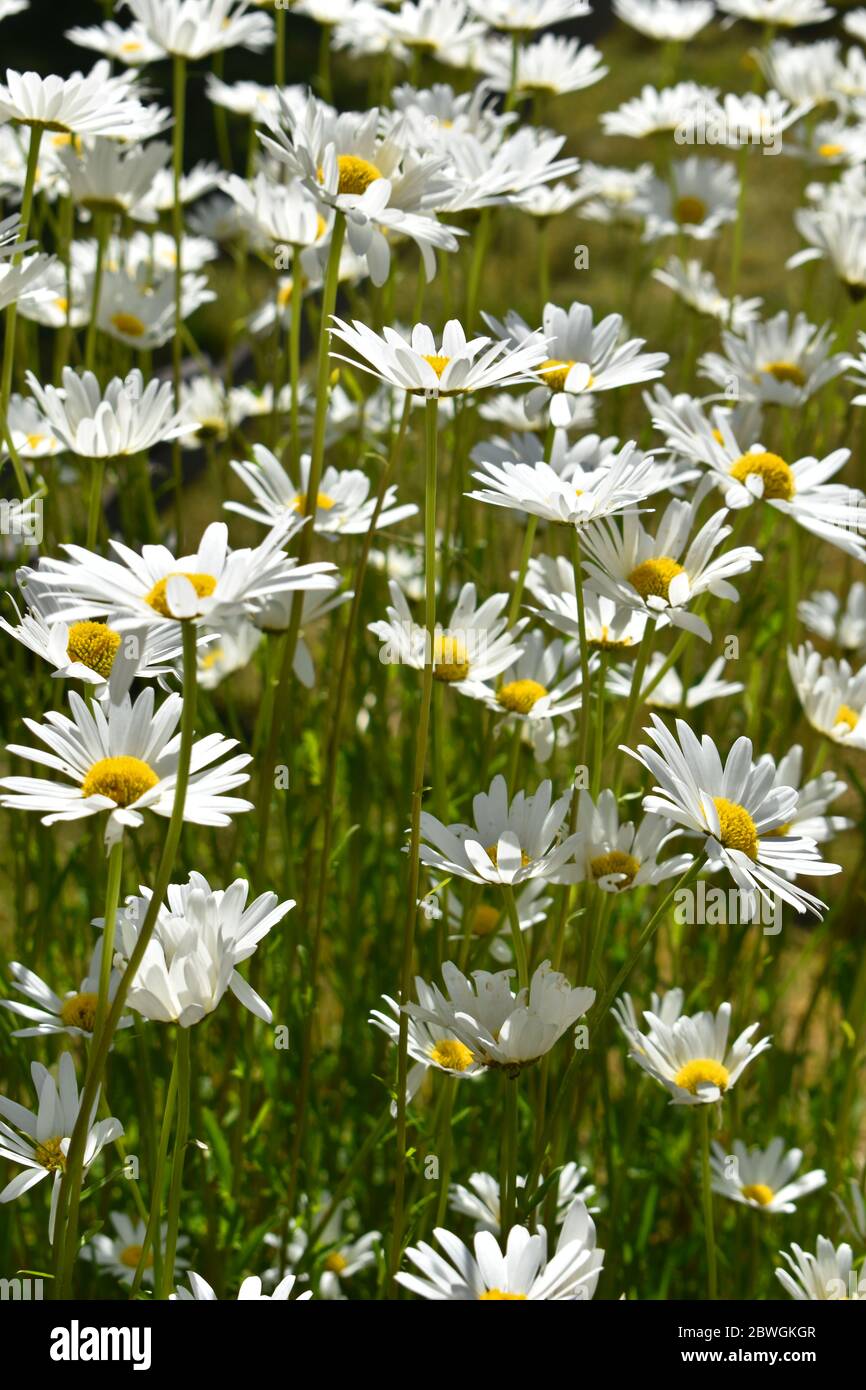 Field chamomile hi-res stock photography and images - Alamy