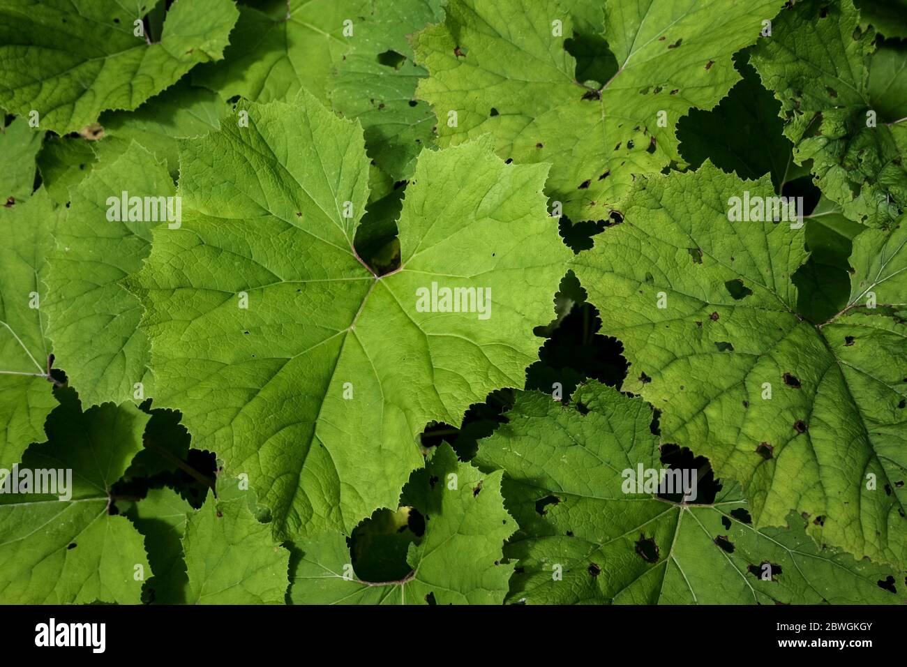Aesthetic Large Leaves Green Background Texture Pattern Green Wild Plant Stock Photo Alamy