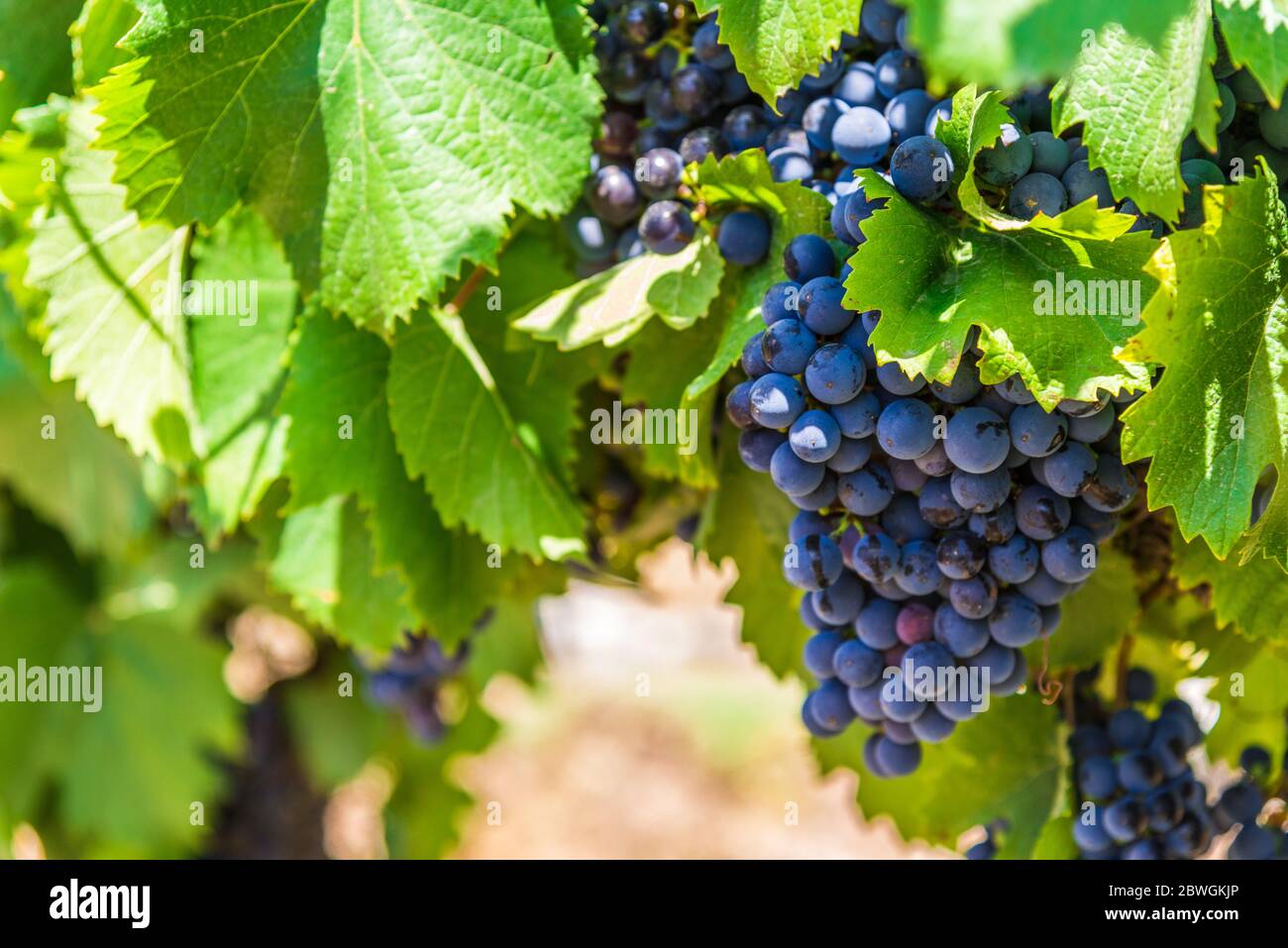Vendimia mendoza argentina vineyard hires stock photography and images