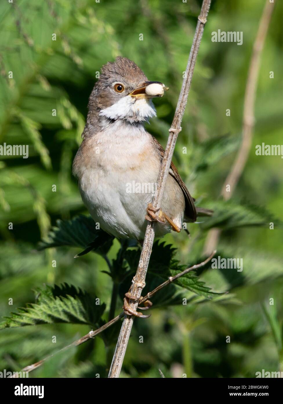 Common Whitethroat provisioning the nest in the Cotswold Hills Stock Photo