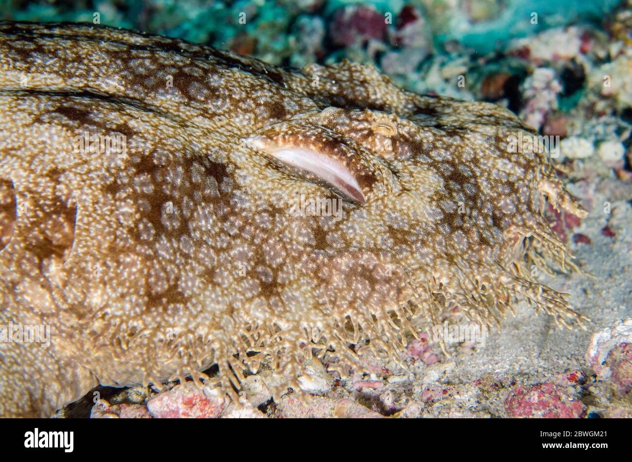 Gill of Tasselled Wobbegong Shark, Eucrossorhinus dasypogon, Sardine Reef dive site, Dampier Strait, Raja Ampat, Indonesia Stock Photo