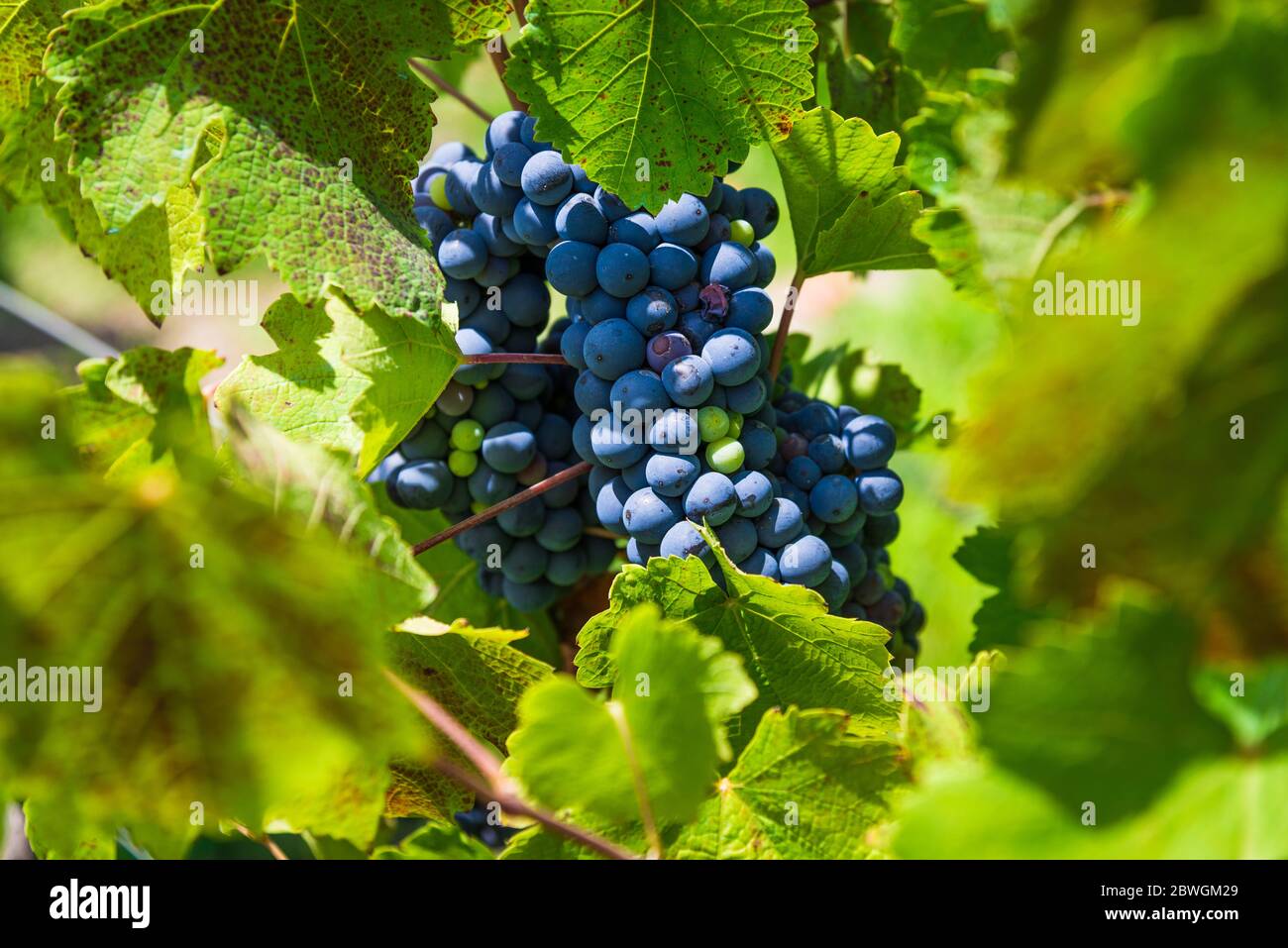 Red wine grapes on a vine in a vineyard in Mendoza on a sunny day, Stock Photo