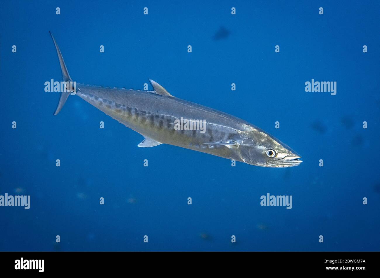 Spanish mackerel hires stock photography and images Alamy