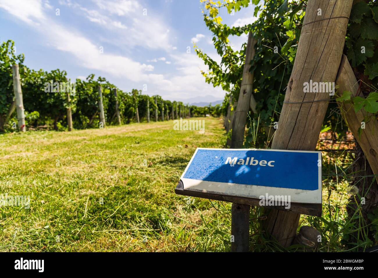 Sign of Malbec grape wine against the background of vine plants. Stock Photo
