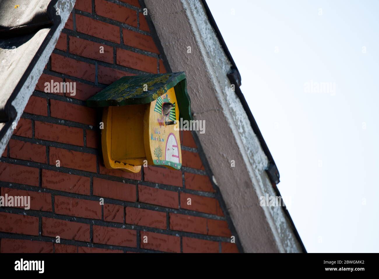 birds and wildlife in a nesting box in the garden and on the balcony in the emsland, lower saxony, in the north west of germany Stock Photo