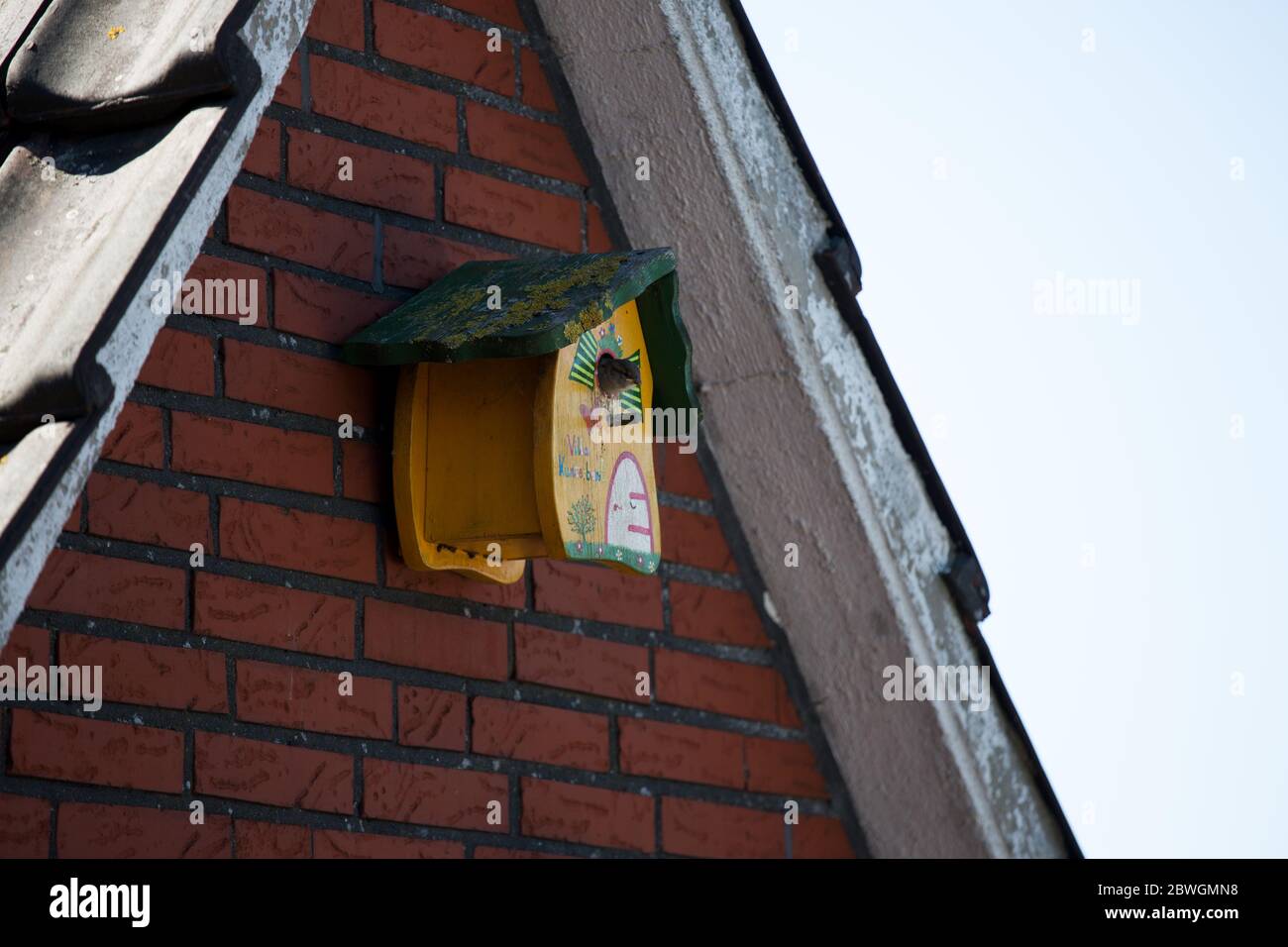 birds and wildlife in a nesting box in the garden and on the balcony in the emsland, lower saxony, in the north west of germany Stock Photo